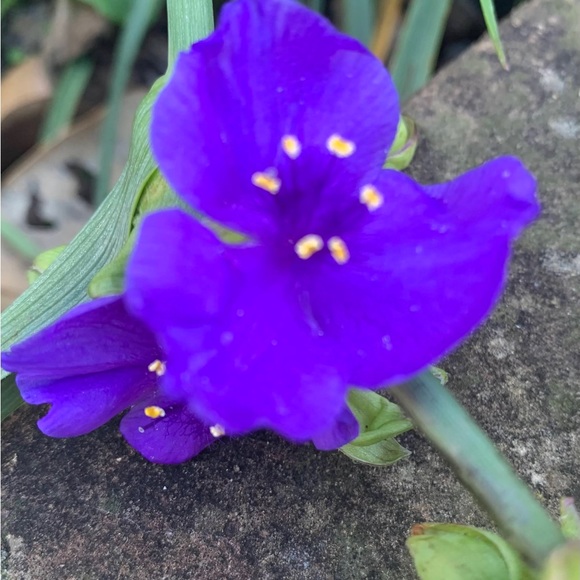 🌸 Bundle & Save 🌸 - Picture 8 of 16